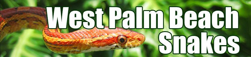 West Palm Beach snake